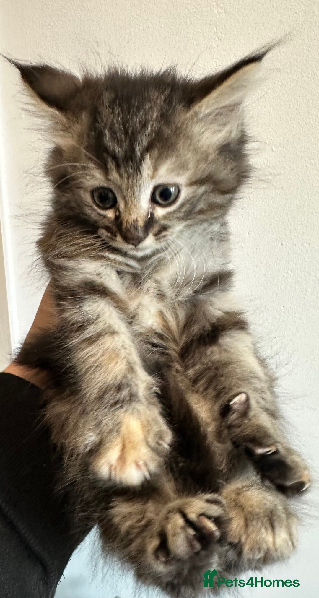 Maine Coon cats for sale: We have 4  sweet English Maine coon kittens❣️ - Advert 13
