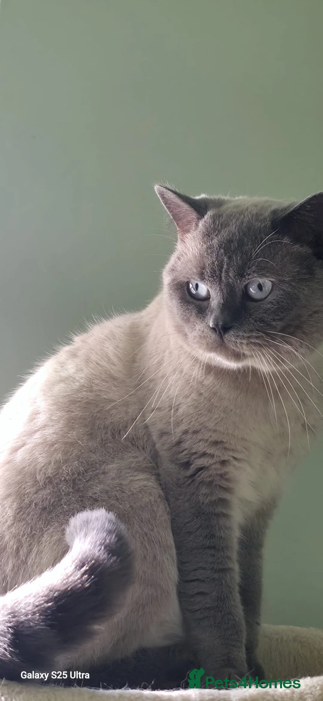 British Shorthair cats for stud: Handsome Blue Colourpoint for Stud Duties in Sutton Coldfield - Advert 9