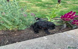 Schnoodle dogs for sale: LAst GIRL REDUCED READY NOW  - Image 33