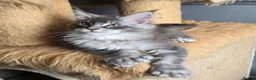 Maine Coon cats for sale: Perfect Polydactyl Maine Coon  - Advert 13