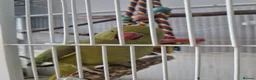 Ringnecks birds for sale: Proven Breeding pair indian ringnecks - Advert 5