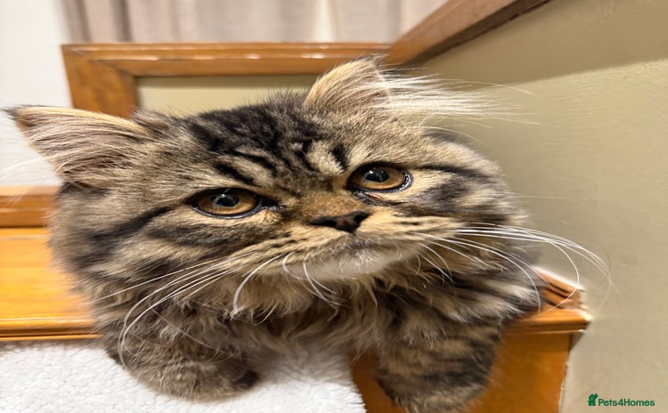 Persian cats - Advert 9