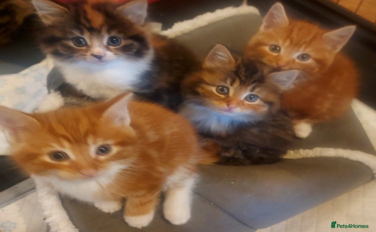 Norwegian Forest Cat cats - Advert 1