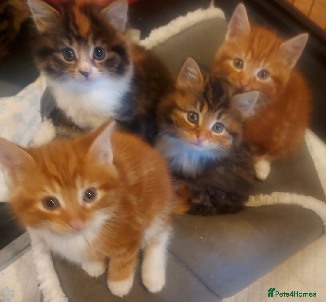 Norwegian Forest Cat cats for sale: Norwegian forest cross kittens - Image 1