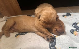 Labradoodle dogs for sale: Red & Apricot F1 Miniature Labradoodle Puppies - Image 7