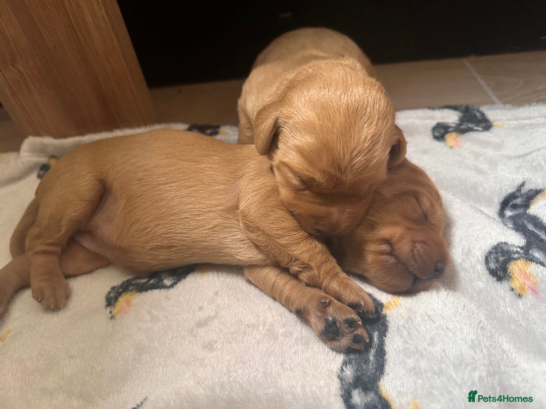 Labradoodle dogs for sale: Red & Apricot F1 Miniature Labradoodle Puppies - Image 7