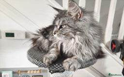 Maine Coon cats for sale: Merci lovely maine coon - Image 3