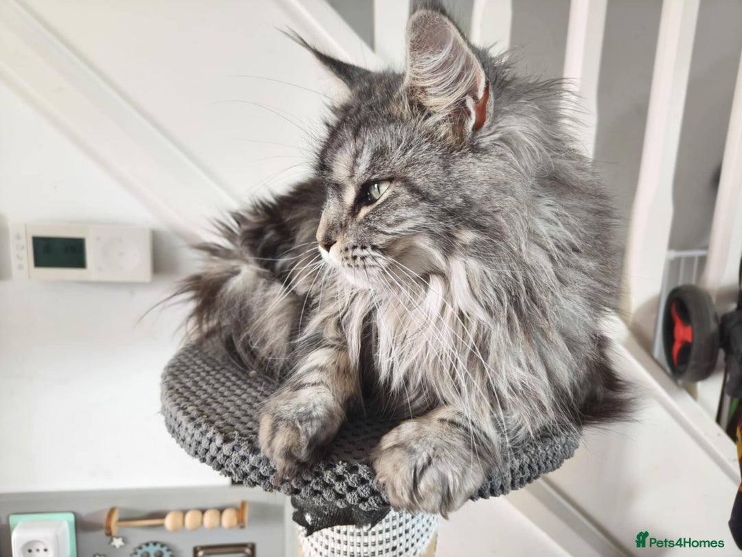 Maine Coon cats for sale: Merci lovely maine coon - Image 3