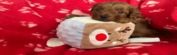 Cavapoo dogs for sale: small type toy F1B cavapoo puppies available  - Advert 2