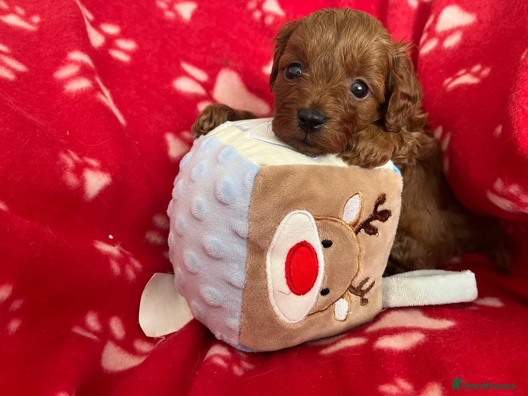 Cavapoo dogs for sale: small type toy F1B cavapoo puppies available  - Advert 2