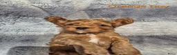Cavapoo dogs for sale: Beautiful F1 Cavapoo puppies - Advert 8