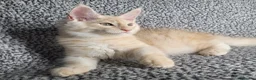 Maine Coon cats for sale: GCCF Maine Coon Kittens.  - Advert 15