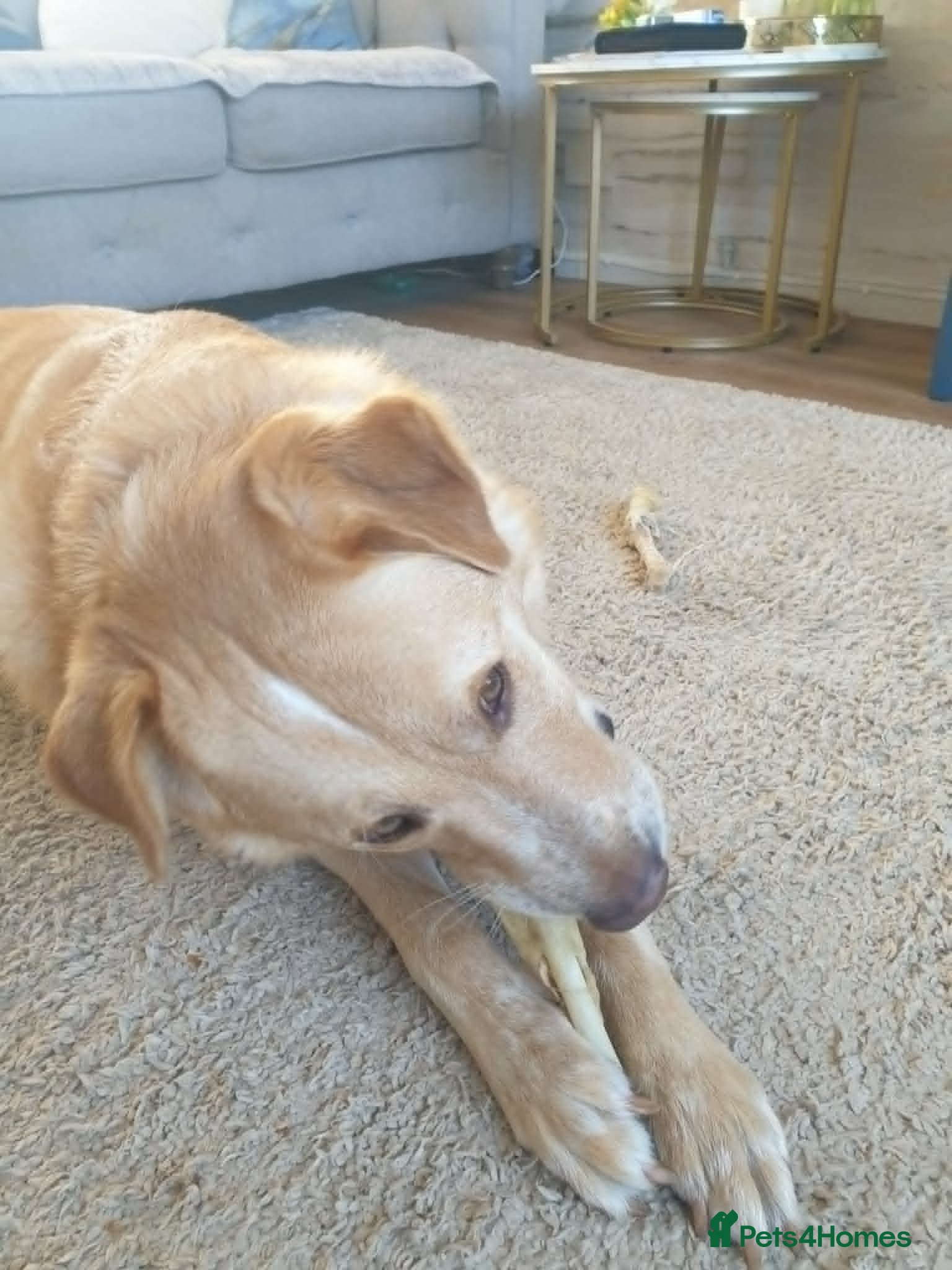 Mixed Breed dogs for adoption:  Finn – 3-Year-Old, Gentle Giant, Boy in Newport Pagnell - Advert 10