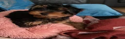 Yorkshire Terrier dogs for stud: Full size Yorkshire Terrier for Stud  - Advert 8
