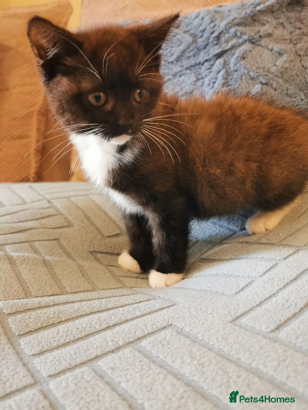 Mixed Breed cats for sale: Kitten  - Advert 4