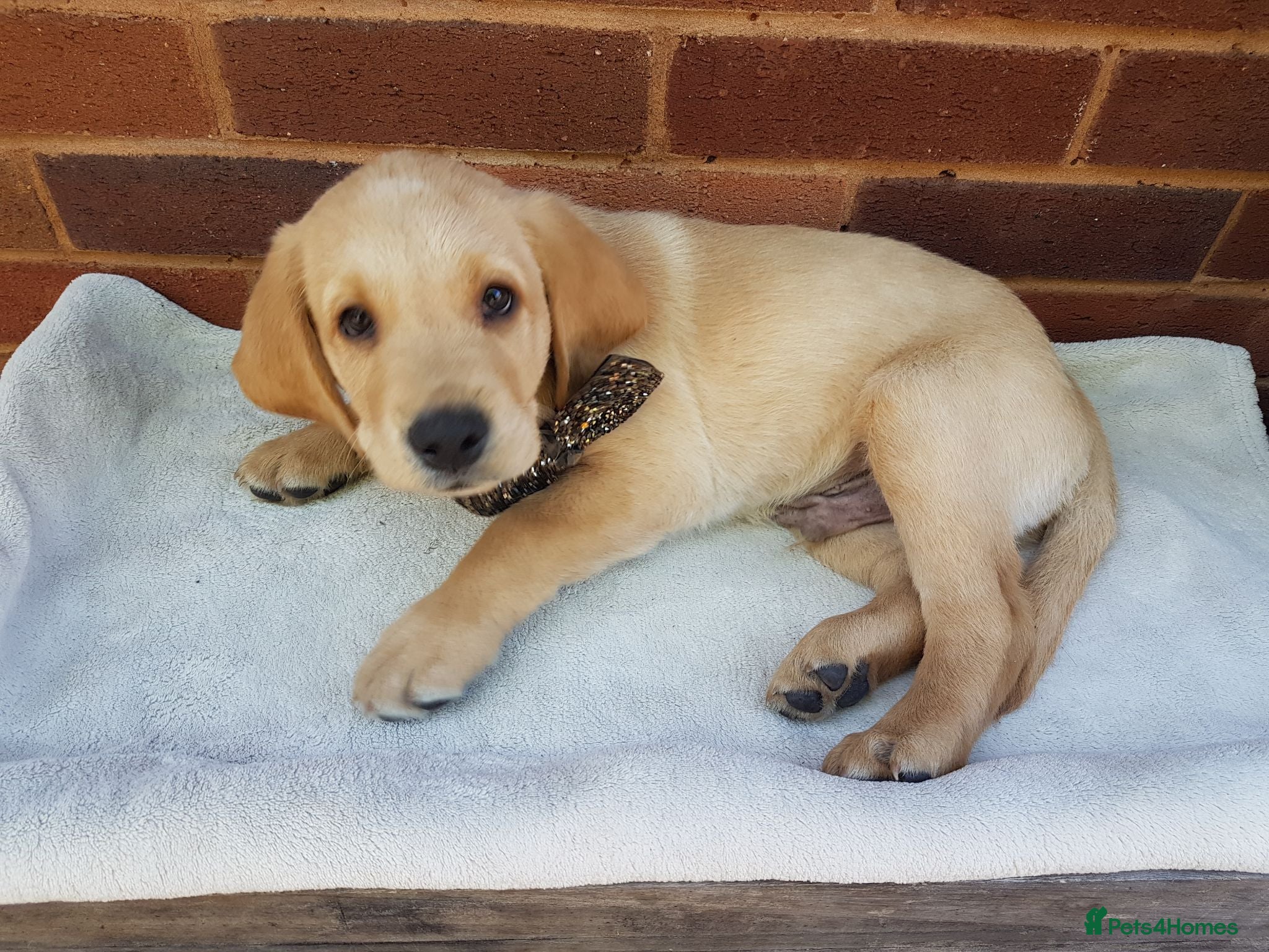 Labrador Retriever dogs Excellent KC Registered Labrador puppies  - Advert 1