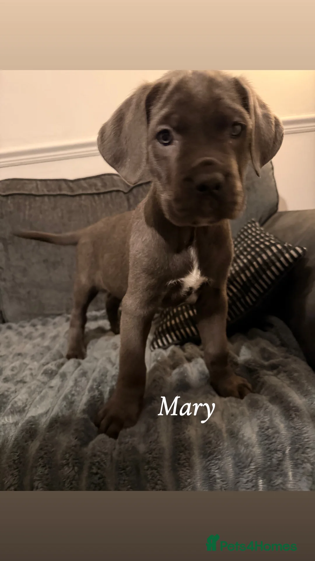 Cane Corso dogs for sale: Blue/lilac cane corsos  - Advert 26