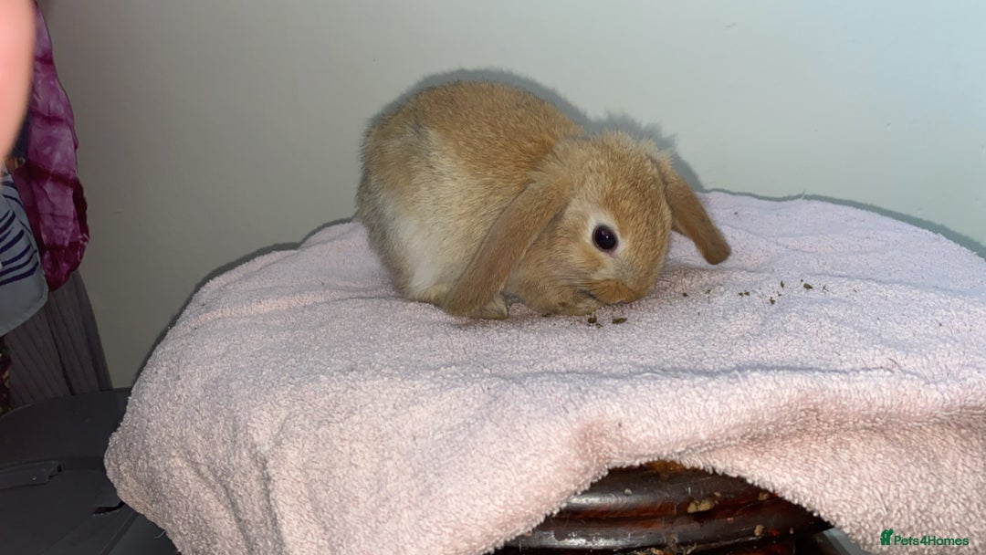 Mini Lop rabbits for sale: Mixed litter of mini lop babies for sale  - Image 5