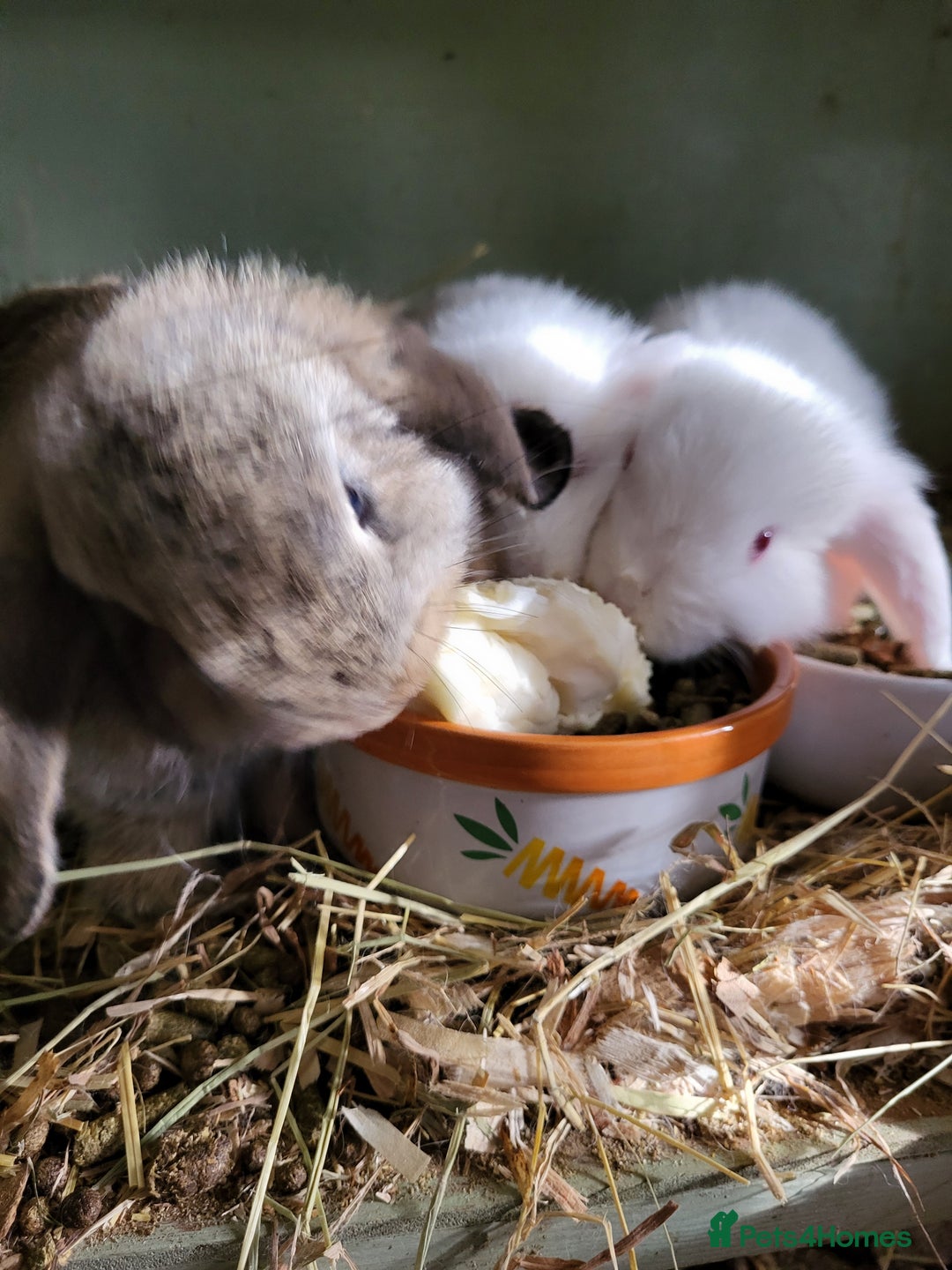 Mini Lop rabbits for sale: Mini Lop Bunnies Beautiful 😍 Ready to Leave - Advert 5