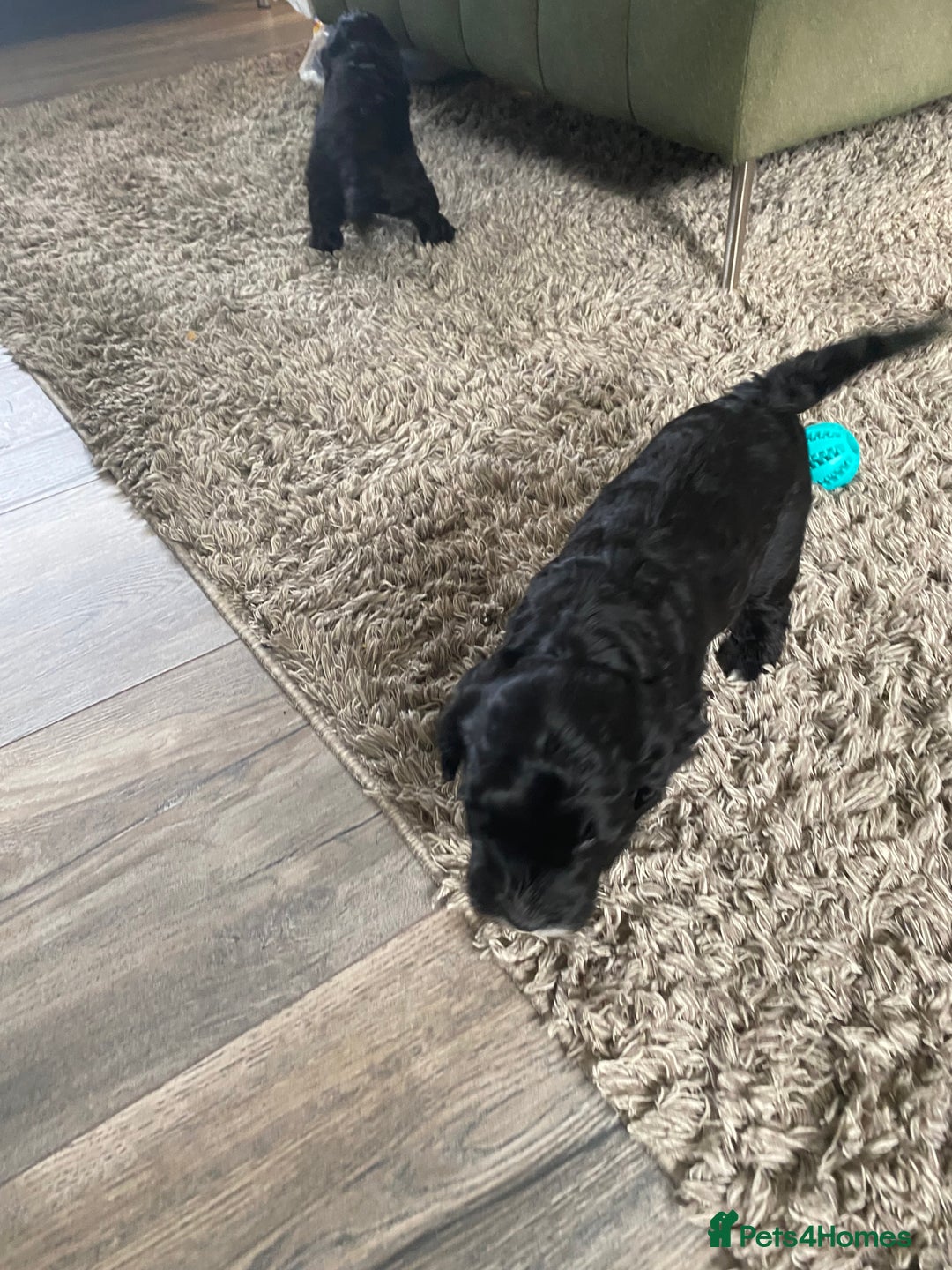 Cockapoo dogs for sale:  🐾 Adorable Cockapoo Puppies 🐾 - Image 7