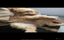 Cavapoo dogs for sale: Minnie and Marnie sad sale due to family split - Image 11