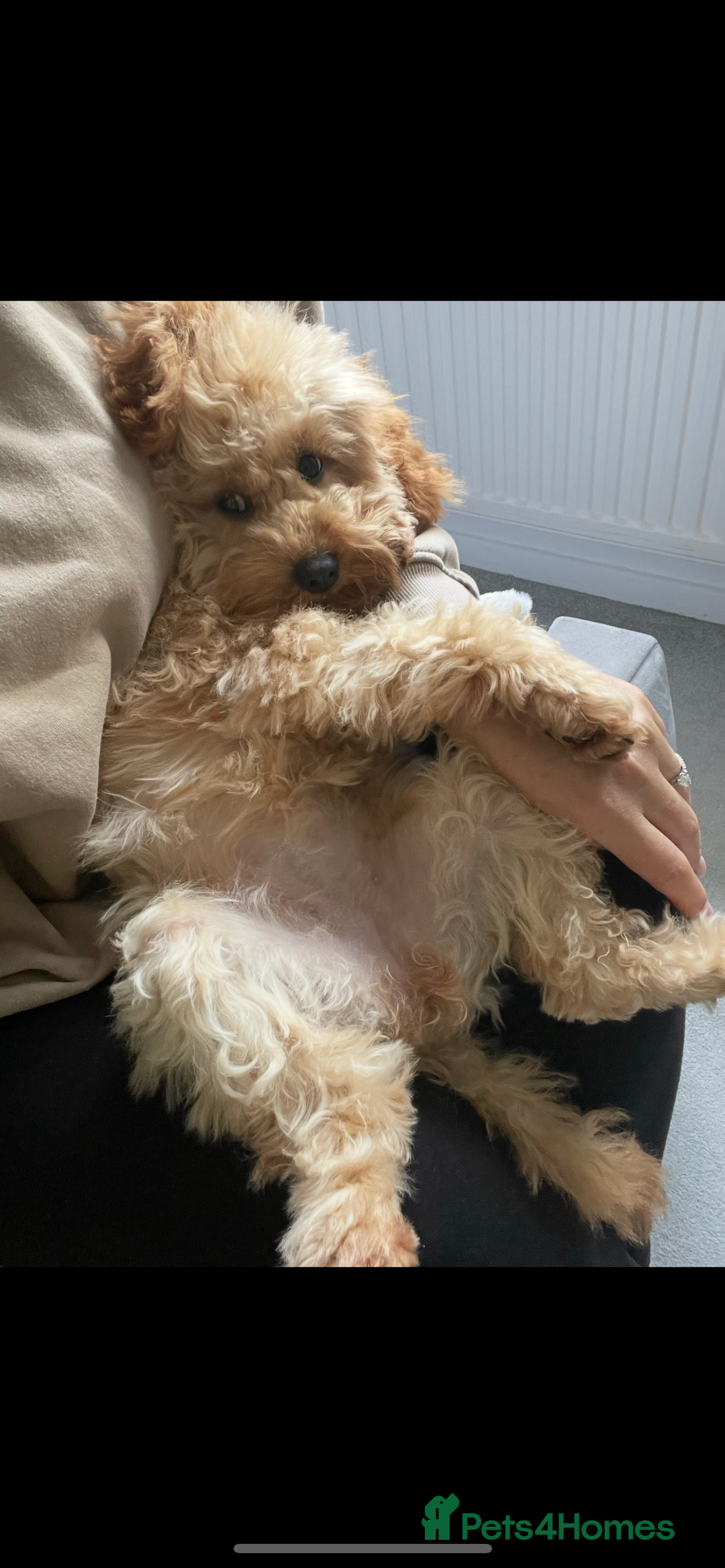 Cavapoo dogs for sale: Minnie and Marnie sad sale due to family split - Image 11