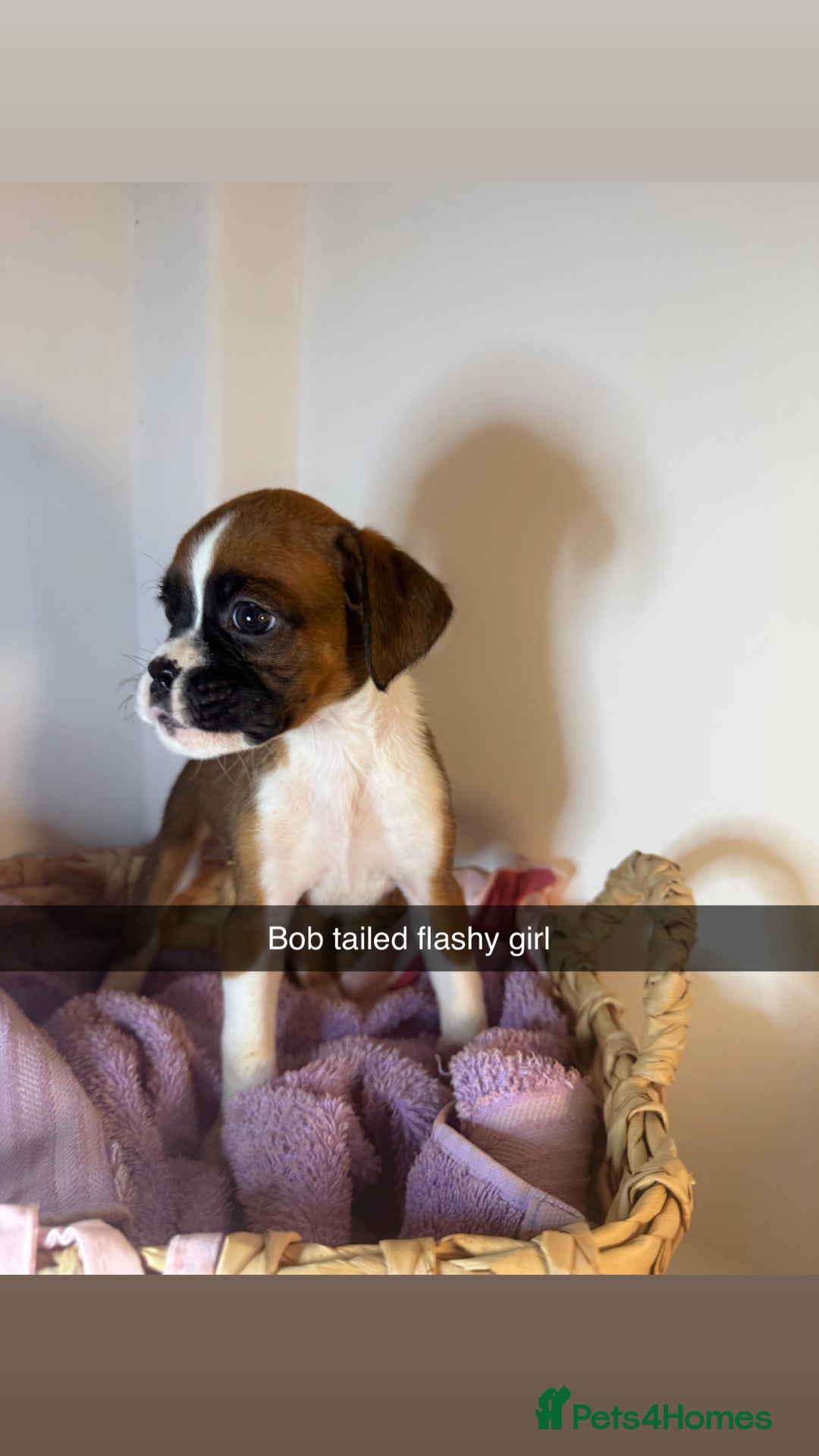 Boxer dogs for sale: Flashy boxer/red - natural bob tail/tail  - Image 16