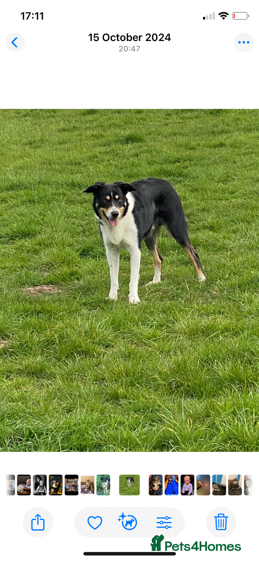 Border Collie dogs for sale: Pure border collie puppies - Advert 14