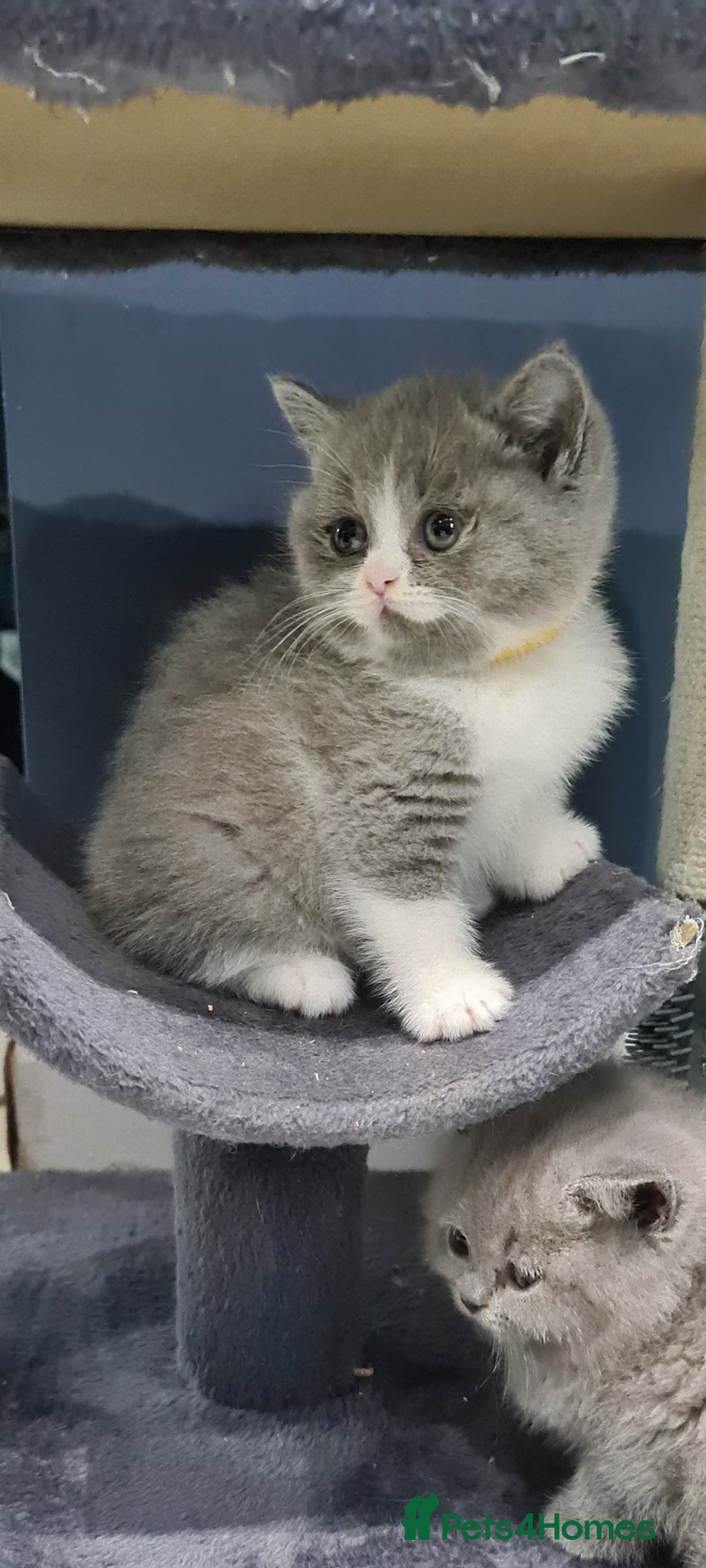 British Shorthair cats British Shorthair kittens  - Advert 12