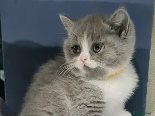 British Shorthair cats British Shorthair kittens - Advert 1