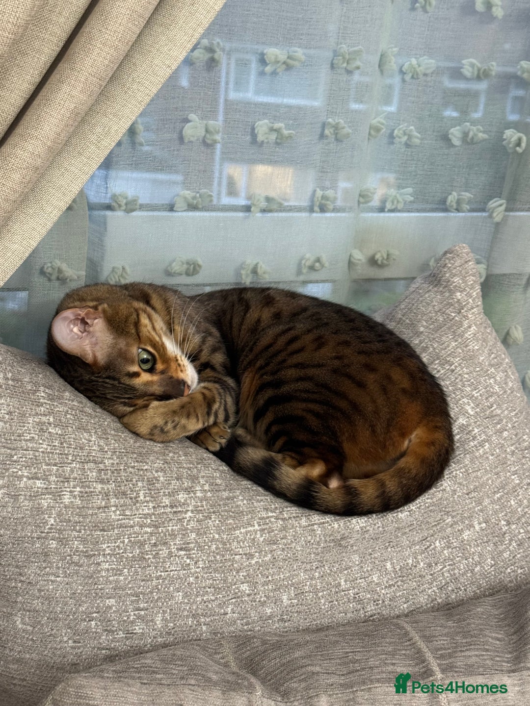 Bengal cats for sale: Female bengal for sale - Advert 2