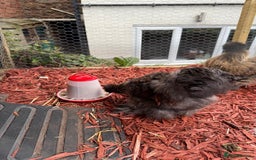 Mixed Breed birds for sale: Silkie Cockerel 16 weeks old  - Image 3