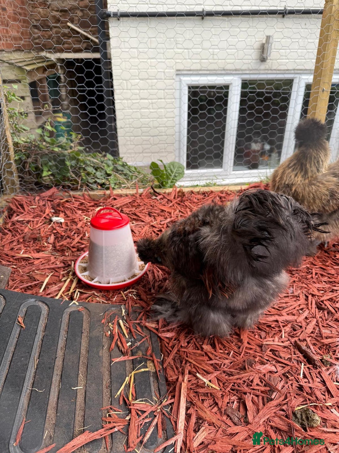 Mixed Breed birds for sale: Silkie Cockerel 16 weeks old  - Image 3