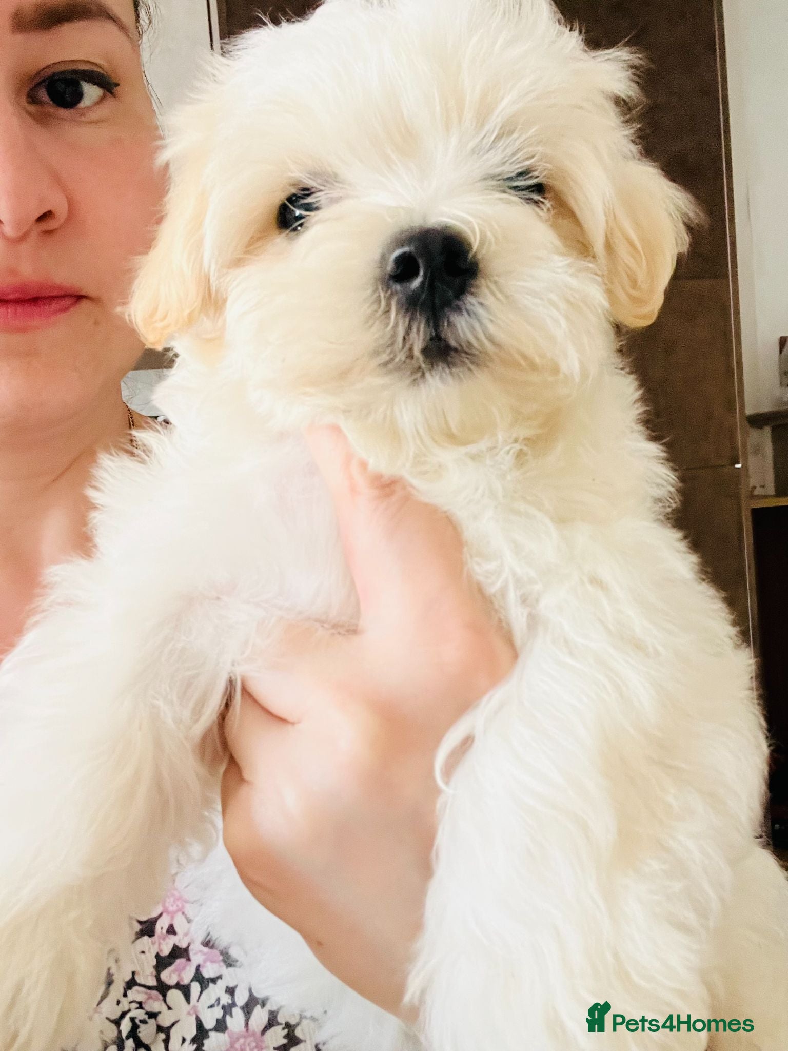 Maltese dogs Maltese-small size/hypoallergenic 3 boys-left! - Advert 13