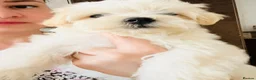 Maltese dogs for sale: Maltese-small size/hypoallergenic 3 boys-left! - Advert 1