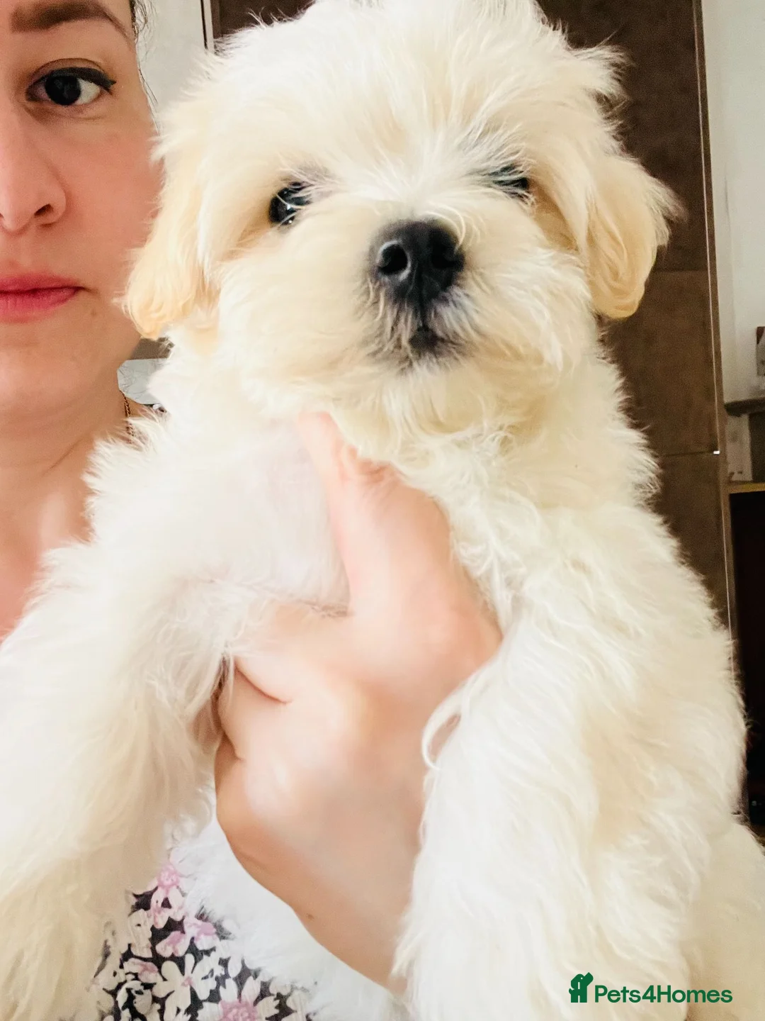 Maltese dogs for sale: Maltese-small size/hypoallergenic 3 boys-left! - Advert 1