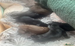 Sprocker dogs for sale: Gorgeous F1 health tested Sprockers  - Image 3