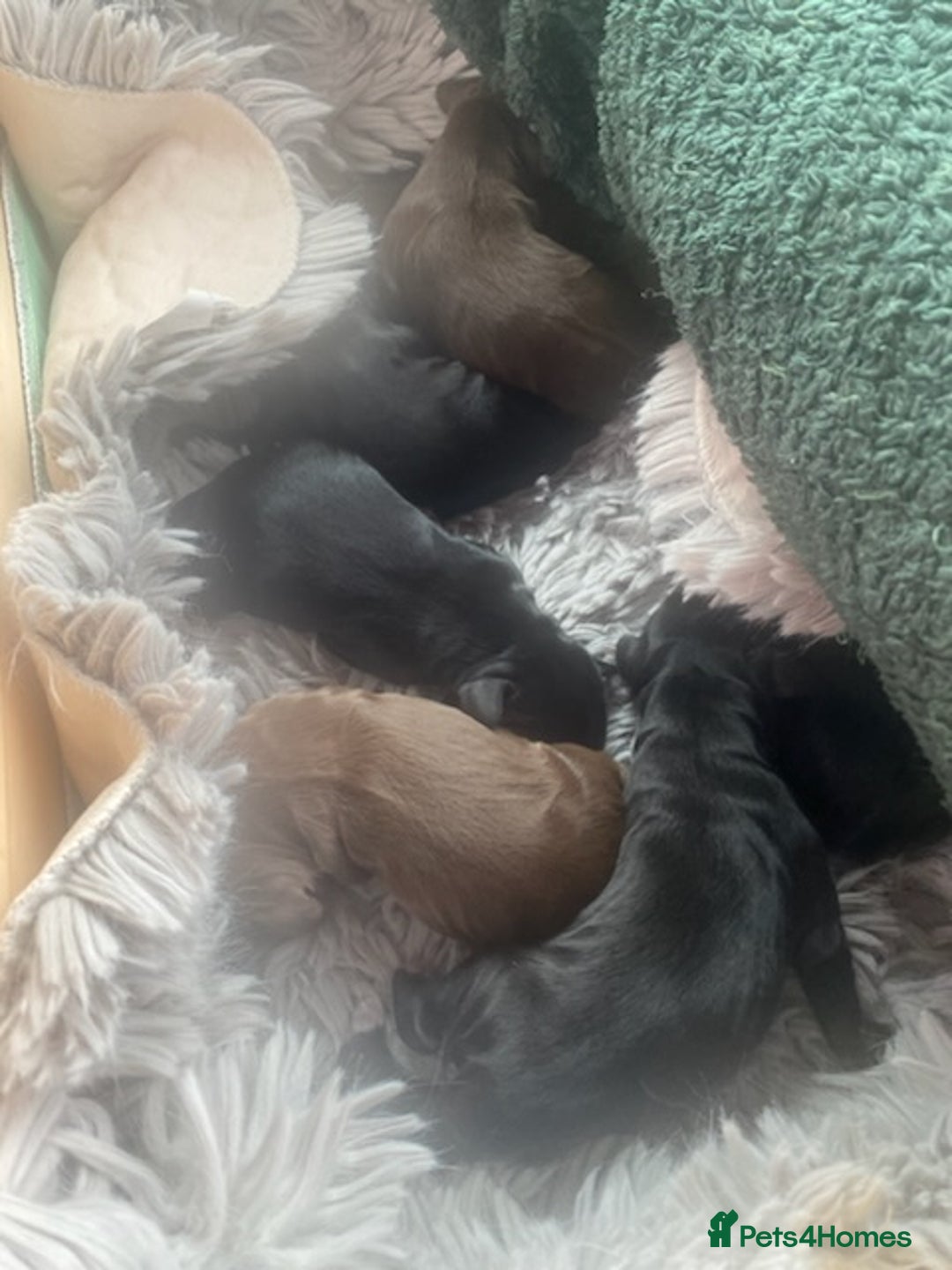 Sprocker dogs for sale: Gorgeous F1 health tested Sprockers  - Image 3
