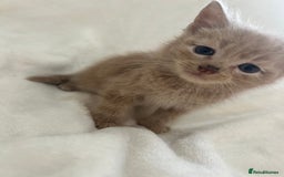 Scottish Fold cats for sale: Scottish fold cross bsh ready to go now 💙 - Image 2