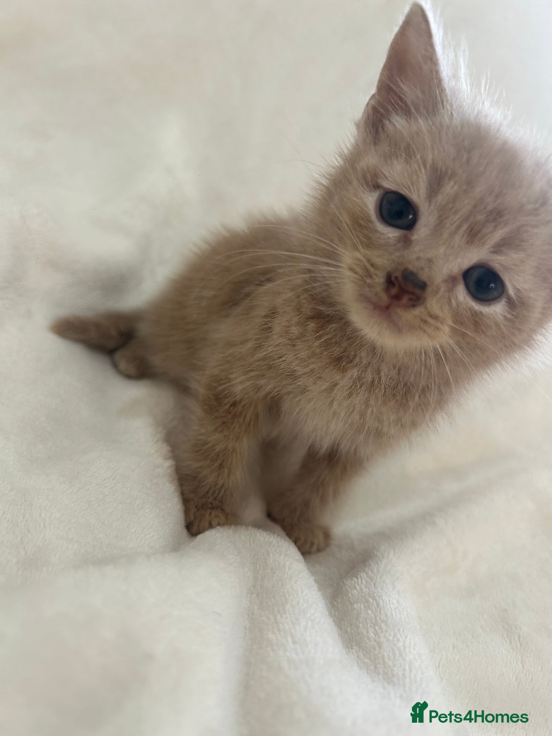 Scottish Fold cats for sale: Scottish fold cross bsh ready to go now 💙 - Image 2