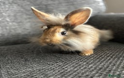Lionhead rabbits for sale: 3 females Dutch x lionhead ready to go💞 - Image 12