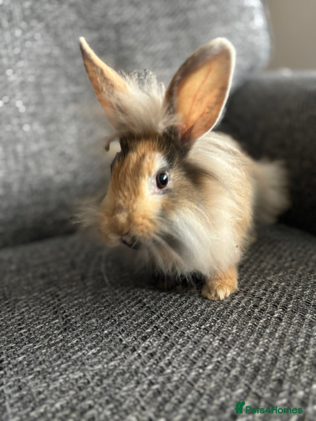 Lionhead rabbits for sale: 3 females Dutch x lionhead ready to go💞 - Image 12