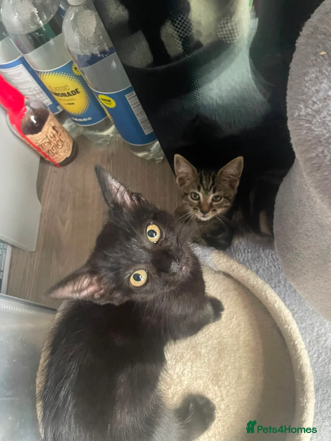 British Shorthair cats for sale: Kittens 12 weeks old - Advert 4