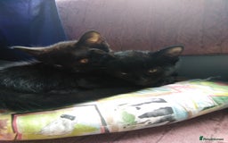 Domestic Shorthair cats for sale: Beautiful kittens looking for, forever homes. - Image 3