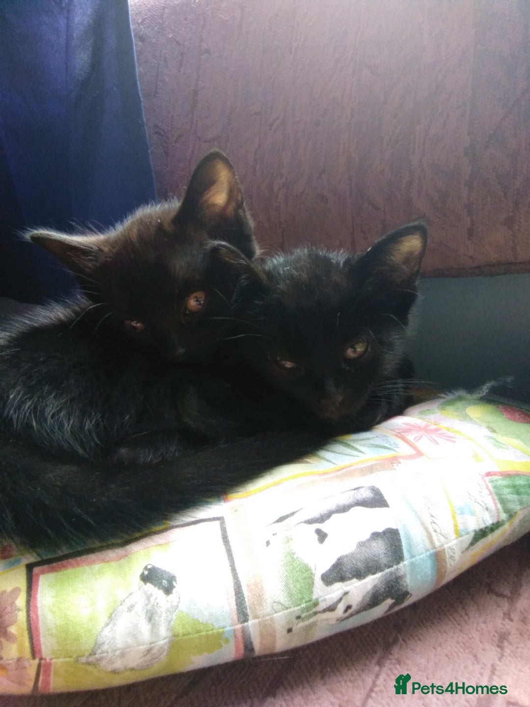 Domestic Shorthair cats for sale: Beautiful kittens looking for, forever homes. - Image 3