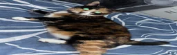 Mixed Breed cats for sale: Calico for rehoming - Advert 4
