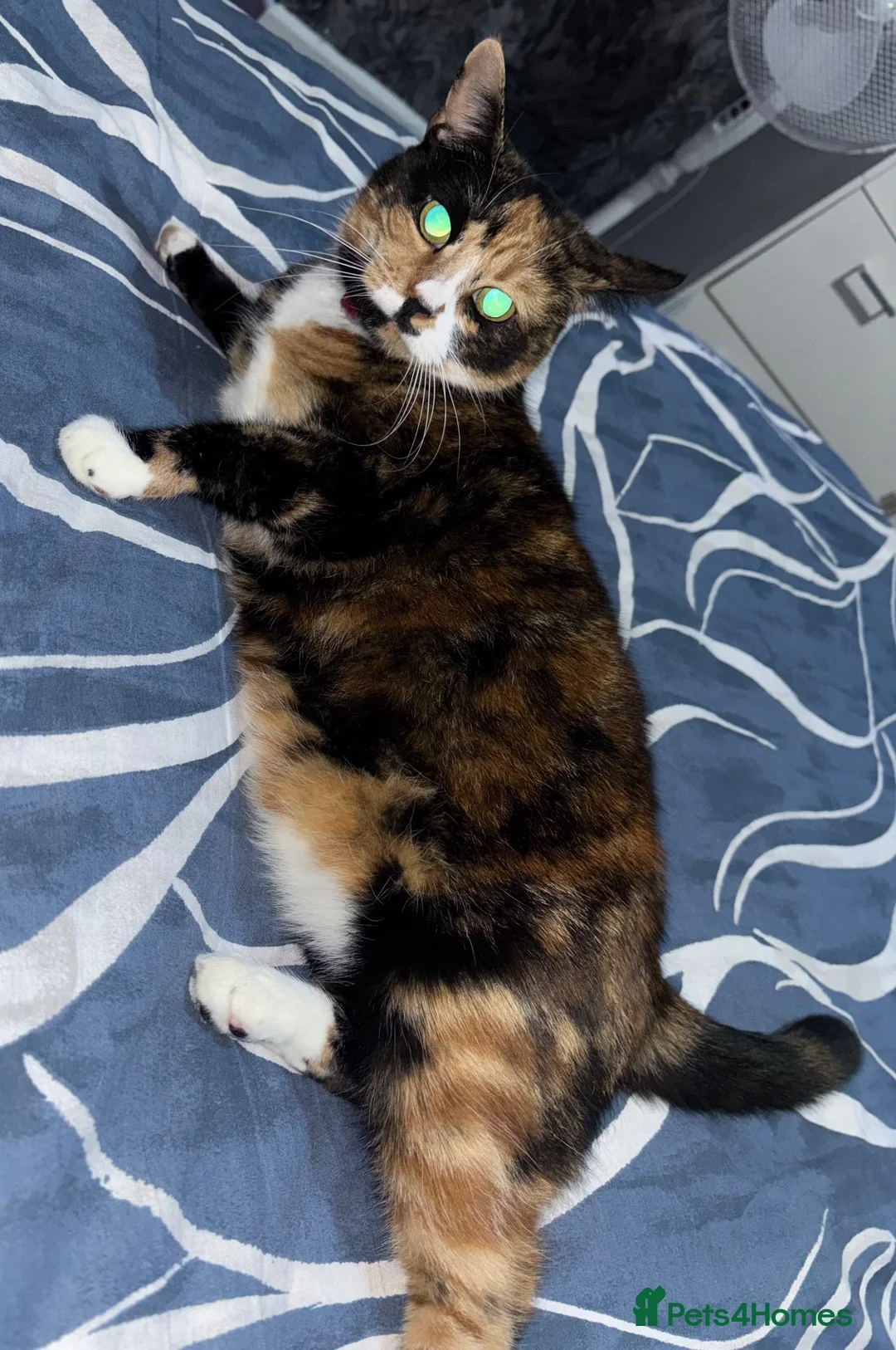 Mixed Breed cats for sale: Calico for rehoming - Advert 4