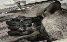 Belgian Shepherd Dog dogs for sale: Belgian Malinois puppies - Image 3