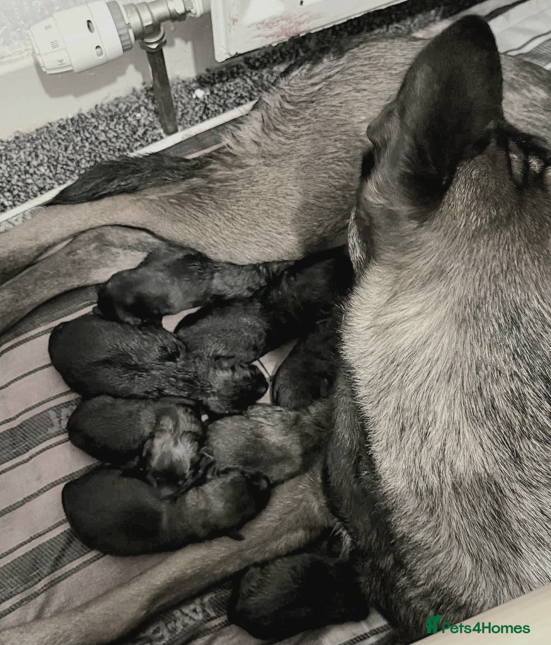 Belgian Shepherd Dog dogs for sale: Belgian Malinois puppies - Image 3
