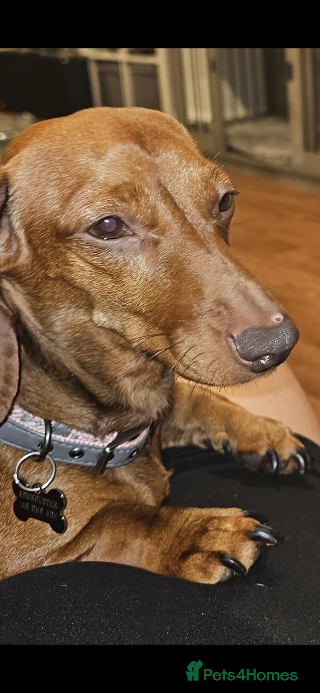 Miniature Dachshund dogs for sale: 5 gorgeous mini daxies  - Advert 6